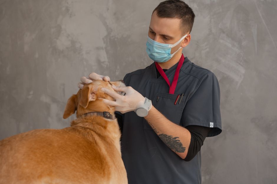 A veterinarian examining a dog in an exam room